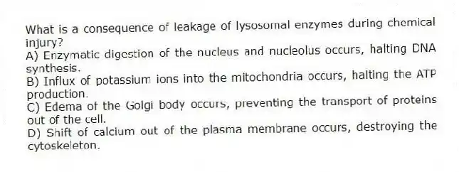What is a consequence of leakage of lysosomal enzymes during chemical injury?
A) Enzymatic digestion of the nucleus and nucleolus occurs, halting DNA synthesis.
B) Influx of potassium ions into the mitochondria occurs, halting the ATP production.
C) Edema of the Golgi body occurs, preventing the transport of proteins out of the cell.
D) Shift of calcium out of the plasma membrane occurs, destroying the cytoskeleton.