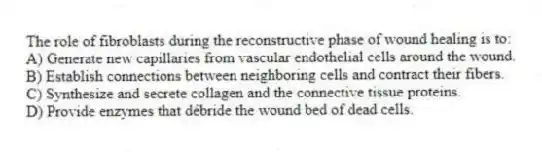 The role of fibroblasts during the reconstructive phase of wound healing is to:
A) Generate new capillaries from vascular endothelial cells around the wound.
B) Establish connections between neighboring cells and contract their fibers.
C) Synthesize and secrete collagen and the connective tissue proteins.
D) Provide enzymes that débride the wound bed of dead cells.