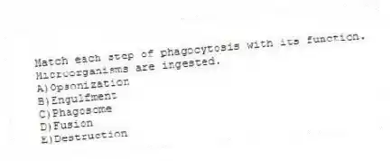 Match each step of phagocytosis with its function.
-Microorganisms are ingested.
A)Opsonization
B)Engulfment
C)Phagosome
D)Fusion
E)Destruction