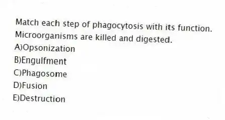 Match each step of phagocytosis with its function.
-Microorganisms are killed and digested.
A)Opsonization
B)Engulfment
C)Phagosome
D)Fusion
E)Destruction