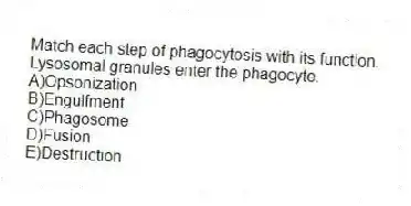 Match each step of phagocytosis with its function.
-Lysosomal granules enter the phagocyte.
A)Opsonization
B)Engulfment
C)Phagosome
D)Fusion
E)Destruction