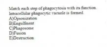 Match each step of phagocytosis with its function.
-Intracellular phagocytic vacuole is formed.
A)Opsonization
B)Engulfment
C)Phagosome
D)Fusion
E)Destruction