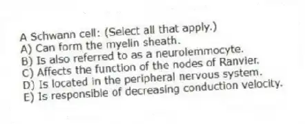 A Schwann cell: (Select all that apply.)
A) Can form the myelin sheath.
B) Is also referred to as a neurolemmocyte.
C) Affects the function of the nodes of Ranvier.
D) Is located in the peripheral nervous system.
E) Is responsible of decreasing conduction velocity.