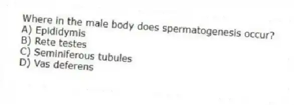 Where in the male body does spermatogenesis occur?
A) Epididymis
B) Rete testes
C) Seminiferous tubules
D) Vas deferens