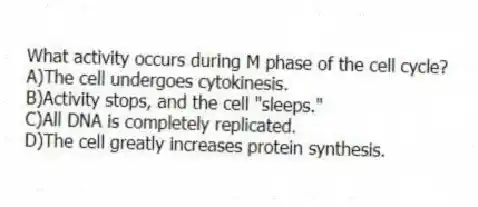 What activity occurs during M phase of the cell cycle?
A)The cell undergoes cytokinesis.
B)Activity stops, and the cell "sleeps."
C)All DNA is completely replicated.
D)The cell greatly increases protein synthesis.