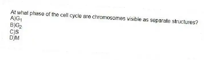 At what phase of the cell cycle are chromosomes visible as separate structures?
A)G<sub>1</sub>
B)G<sub>2</sub>
C)S
D)M