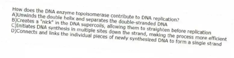 How does the DNA enzyme topoisomerase contribute to DNA replication?
A)Unwinds the double helix and separates the double-stranded DNA
B)Creates a "nick" in the DNA supercoils, allowing them to straighten before replication
C)Initiates DNA synthesis in multiple sites down the strand, making the process more efficient
D)Connects and links the individual pieces of newly synthesized DNA to form a single strand