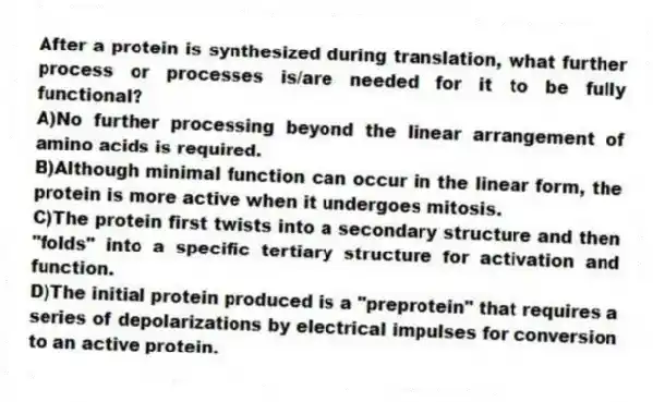 After a protein is synthesized during translation, what further process or processes is/are needed for it to be fully functional?
A)No further processing beyond the linear arrangement of amino acids is required.
B)Although minimal function can occur in the linear form, the protein is more active when it undergoes mitosis.
C)The protein first twists into a secondary structure and then "folds" into a specific tertiary structure for activation and function.
D)The initial protein produced is a "preprotein" that requires a series of depolarizations by electrical impulses for conversion to an active protein.