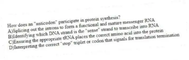 How does an "anticodon" participate in protein synthesis?
A)Splicing out the introns to form a functional and mature messenger RNA
B)Identifying which DNA strand is the "sense" strand to transcribe into RNA
C)Ensuring the appropriate tRNA places the correct amino acid into the protein
D)Interpreting the correct "stop" triplet or codon that signals for translation termination