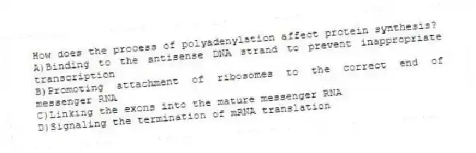 How does the process of polyadenylation affect protein synthesis?
A)Binding to the antisense DNA strand to prevent inappropriate transcription
B)Promoting attachment of ribosomes to the correct end of messenger RNA
C)Linking the exons into the mature messenger RNA
D)Signaling the termination of mRNA translation