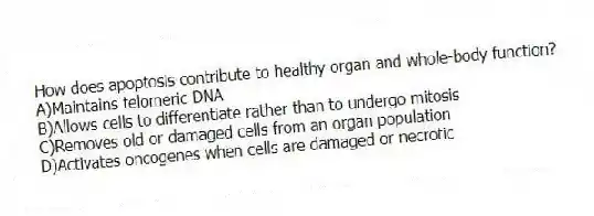 How does apoptosis contribute to healthy organ and whole-body function?
A)Maintains telomeric DNA
B)Allows cells to differentiate rather than to undergo mitosis
C)Removes old or damaged cells from an organ population
D)Activates oncogenes when cells are damaged or necrotic