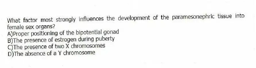 What factor most strongly influences the development of the paramesonephric tissue into female sex organs?
A)Proper positioning of the bipotential gonad
B)The presence of estrogen during puberty
C)The presence of two X chromosomes
D)The absence of a Y chromosome