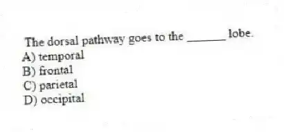 The dorsal pathway goes to the ______ lobe.
A) temporal
B) frontal
C) parietal
D) occipital