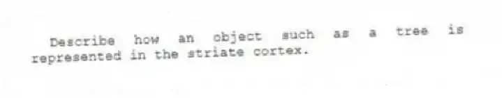 Describe how an object such as a tree is represented in the striate cortex.