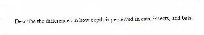 Describe the differences in how depth is perceived in cats, insects, and bats.