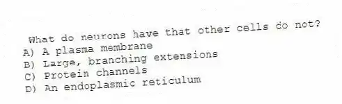 What do neurons have that other cells do not?
A) A plasma membrane
B) Large, branching extensions
C) Protein channels
D) An endoplasmic reticulum