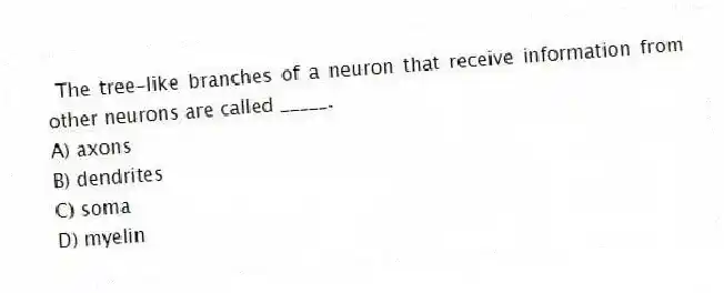 The tree-like branches of a neuron that receive information from other neurons are called _____.
A) axons
B) dendrites
C) soma
D) myelin