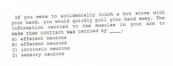  If you were to accidentally touch a hot stove with your hand, you would quickly pull your hand away. The information carried to the muscles in your arm to make them contract was carried by ____.
A) efferent neurons
B) afferent neurons
C) intrinsic neurons
D) sensory neurons