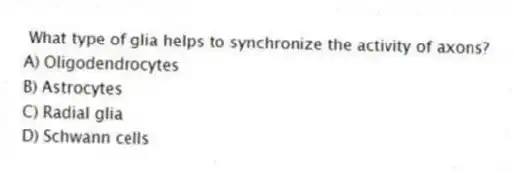 What type of glia helps to synchronize the activity of axons?
A) Oligodendrocytes
B) Astrocytes
C) Radial glia
D) Schwann cells