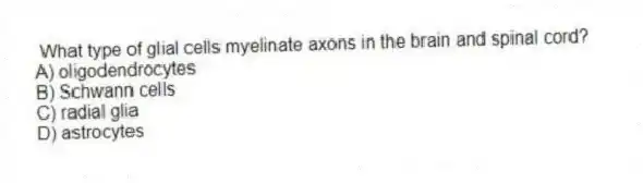 What type of glial cells myelinate axons in the brain and spinal cord?
A) oligodendrocytes
B) Schwann cells
C) radial glia
D) astrocytes