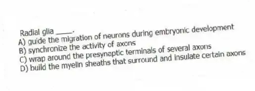 Radial glia ____.
A) guide the migration of neurons during embryonic development
B) synchronize the activity of axons
C) wrap around the presynaptic terminals of several axons
D) build the myelin sheaths that surround and insulate certain axons