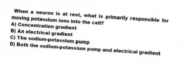 When a neuron is at rest, what is primarily responsible for moving potassium ions into the cell?
A) Concentration gradient
B) An electrical gradient
C) The sodium-potassium pump
D) Both the sodium-potassium pump and electrical gradient