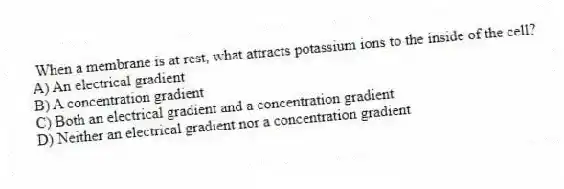 When a membrane is at rest, what attracts potassium ions to the inside of the cell?
A) An electrical gradient
B) A concentration gradient
C) Both an electrical gradient and a concentration gradient
D) Neither an electrical gradient nor a concentration gradient