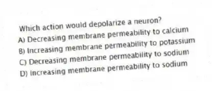 Which action would depolarize a neuron?
A) Decreasing membrane permeability to calcium
B) Increasing membrane permeability to potassium
C) Decreasing membrane permeability to sodium
D) Increasing membrane permeability to sodium
