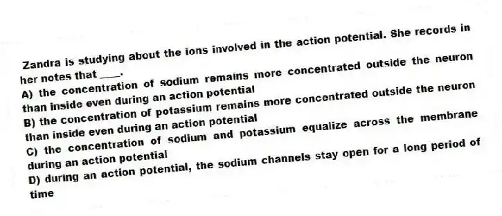 Zandra is studying about the ions involved in the action potential. She records in her notes that ____.
A) the concentration of sodium remains more concentrated outside the neuron than inside even during an action potential
B) the concentration of potassium remains more concentrated outside the neuron than inside even during an action potential
C) the concentration of sodium and potassium equalize across the membrane during an action potential
D) during an action potential, the sodium channels stay open for a long period of time