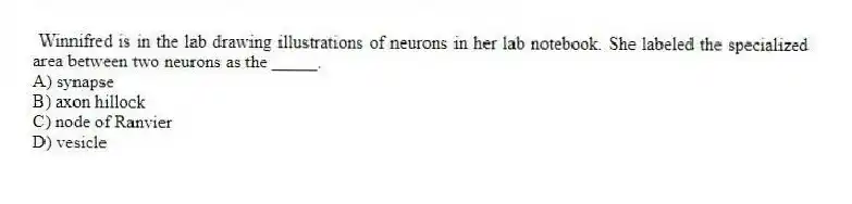  Winnifred is in the lab drawing illustrations of neurons in her lab notebook. She labeled the specialized area between two neurons as the _____.
A) synapse
B) axon hillock
C) node of Ranvier
D) vesicle