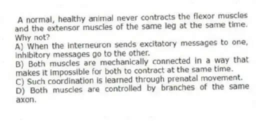 A normal, healthy animal never contracts the flexor muscles and the extensor muscles of the same leg at the same time. Why not?
A) When the interneuron sends excitatory messages to one, inhibitory messages go to the other.
B) Both muscles are mechanically connected in a way that makes it impossible for both to contract at the same time.
C) Such coordination is learned through prenatal movement.
D) Both muscles are controlled by branches of the same axon.