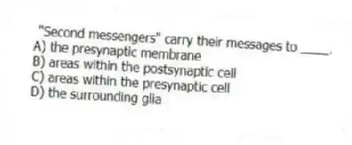 "Second messengers" carry their messages to ____.
A) the presynaptic membrane
B) areas within the postsynaptic cell
C) areas within the presynaptic cell
D) the surrounding glia