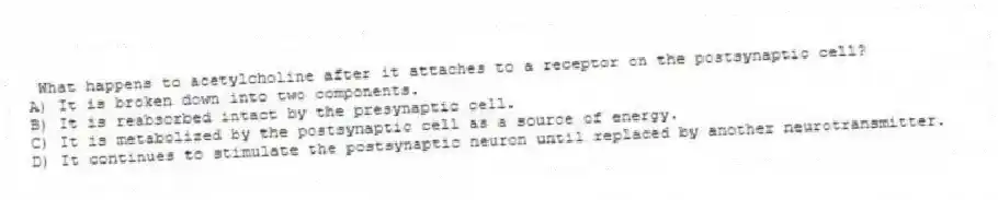 What happens to acetylcholine after it attaches to a receptor on the postsynaptic cell?
A) It is broken down into two components.
B) It is reabsorbed intact by the presynaptic cell.
C) It is metabolized by the postsynaptic cell as a source of energy.
D) It continues to stimulate the postsynaptic neuron until replaced by another neurotransmitter.
