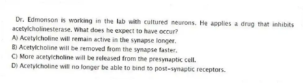 Dr. Edmonson is working in the lab with cultured neurons. He applies a drug that inhibits acetylcholinesterase. What does he expect to have occur?
A) Acetylcholine will remain active in the synapse longer.
B) Acetylcholine will be removed from the synapse faster.
C) More acetylcholine will be released from the presynaptic cell.
D) Acetylcholine will no longer be able to bind to post-synaptic receptors.