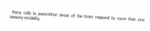 Many cells in association areas of the brain respond to more than one sensory modality.