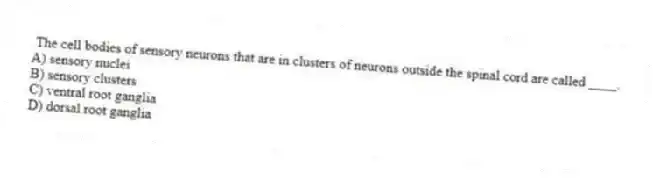The cell bodies of sensory neurons that are in clusters of neurons outside the spinal cord are called ____.
A) sensory nuclei
B) sensory clusters
C) ventral root ganglia
D) dorsal root ganglia