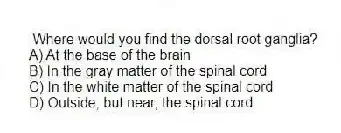 Where would you find the dorsal root ganglia?
A) At the base of the brain
B) In the gray matter of the spinal cord
C) In the white matter of the spinal cord
D) Outside, but near, the spinal cord