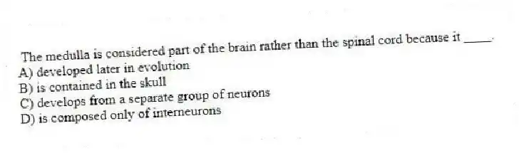The medulla is considered part of the brain rather than the spinal cord because it ____.
A) developed later in evolution
B) is contained in the skull
C) develops from a separate group of neurons
D) is composed only of interneurons