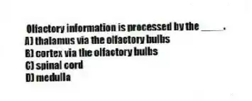Olfactory information is processed by the ____.
A) thalamus via the olfactory bulbs
B) cortex via the olfactory bulbs
C) spinal cord
D) medulla