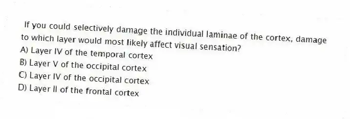 If you could selectively damage the individual laminae of the cortex, damage to which layer would most likely affect visual sensation?
A) Layer IV of the temporal cortex
B) Layer V of the occipital cortex
C) Layer IV of the occipital cortex
D) Layer II of the frontal cortex