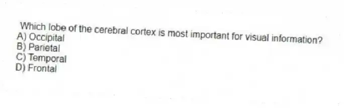 Which lobe of the cerebral cortex is most important for visual information?
A) Occipital
B) Parietal
C) Temporal
D) Frontal