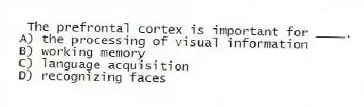 The prefrontal cortex is important for ____.
A) the processing of visual information
B) working memory
C) language acquisition
D) recognizing faces