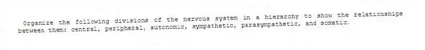 Organize the following divisions of the nervous system in a hierarchy to show the relationships between them: central, peripheral, autonomic, sympathetic, parasympathetic, and somatic.