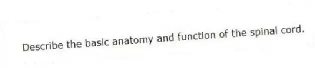 Describe the basic anatomy and function of the spinal cord.