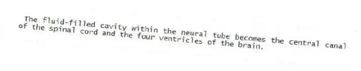 The fluid-filled cavity within the neural tube becomes the central canal of the spinal cord and the four ventricles of the brain.