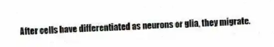 After cells have differentiated as neurons or glia, they migrate.
