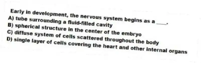  Early in development, the nervous system begins as a ____.
A) tube surrounding a fluid-filled cavity
B) spherical structure in the center of the embryo
C) diffuse system of cells scattered throughout the body
D) single layer of cells covering the heart and other internal organs