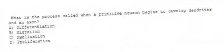 What is the process called when a primitive neuron begins to develop dendrites and an axon?
A) Differentiation
B) Migration
C) Myelination
D) Proliferation