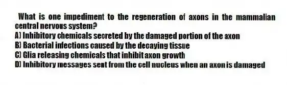 What is one impediment to the regeneration of axons in the mammalian central nervous system?
A) Inhibitory chemicals secreted by the damaged portion of the axon
B) Bacterial infections caused by the decaying tissue
C) Glia releasing chemicals that inhibit axon growth
D) Inhibitory messages sent from the cell nucleus when an axon is damaged
