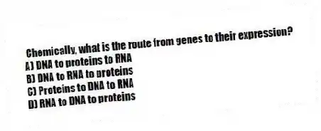 Chemically, what is the route from genes to their expression?
A) DNA to proteins to RNA
B) DNA to RNA to proteins
C) Proteins to DNA to RNA
D) RNA to DNA to proteins